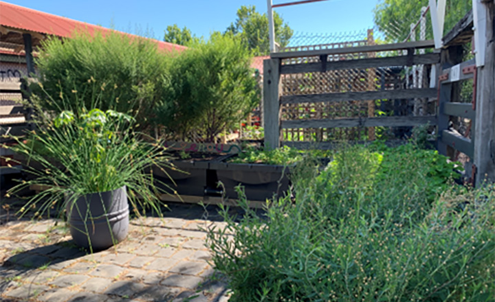 A view of the lush garden containing the indigenous plants.