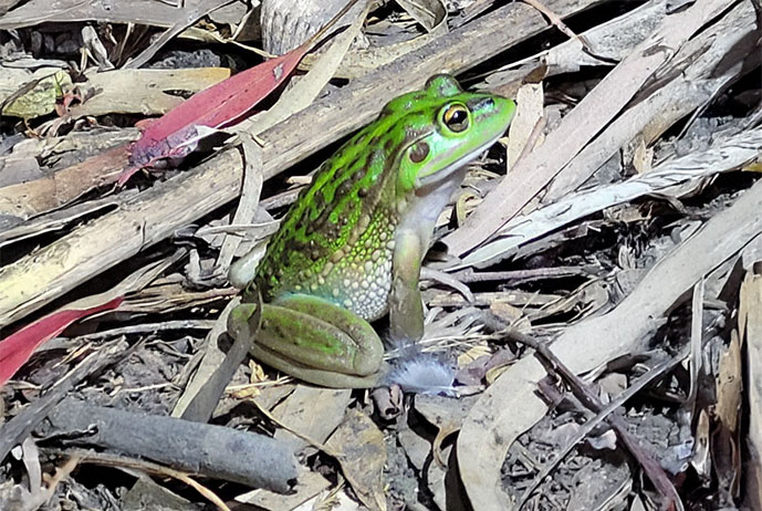 A bright green coloured Growling Grass Frog sitting on dried leaves and twigs