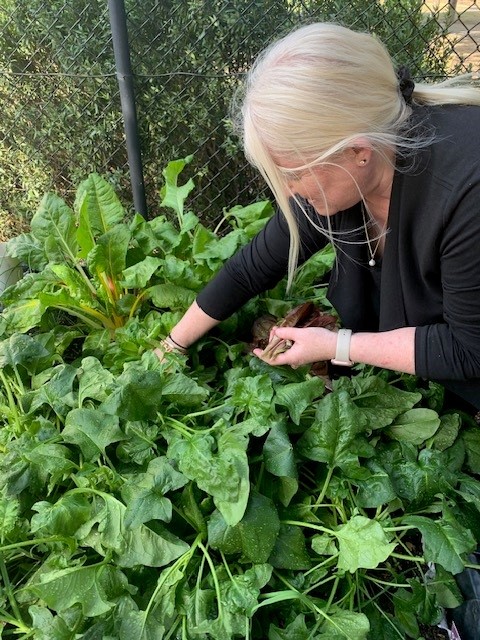 A person tending to a large plant in the garden.