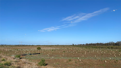 Native tree saplings planted around the Eynesbury Dam.