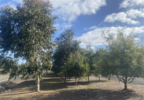 Photograph of native trees planted at the West Werribee Treatment Plant in 2022.