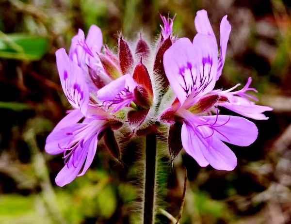 Austral Stork-bill, a bright purple-coloured flower with light and dark accents