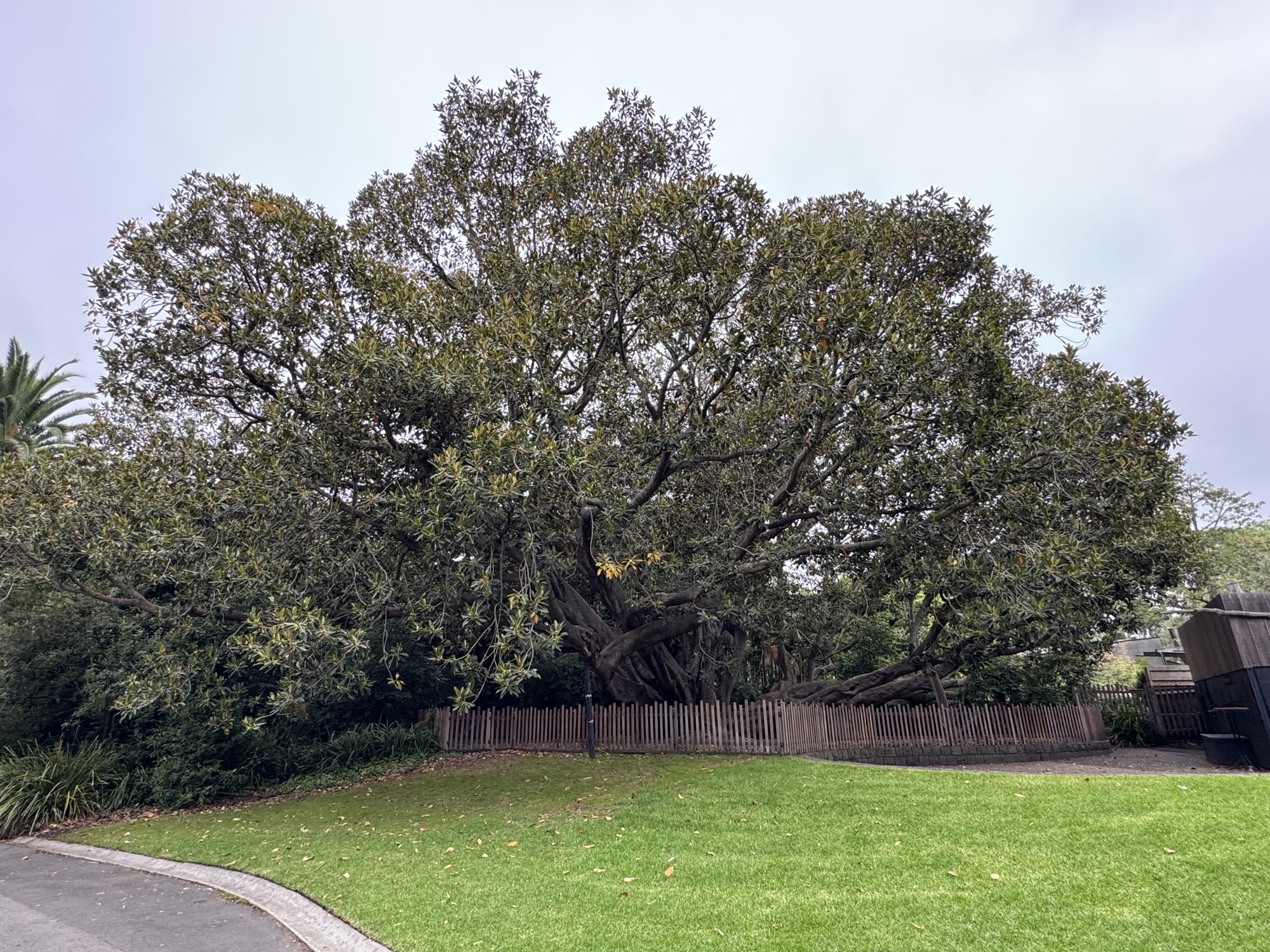 A large tree, 110-year-old Ficus macrophylla tree at Carousel Park