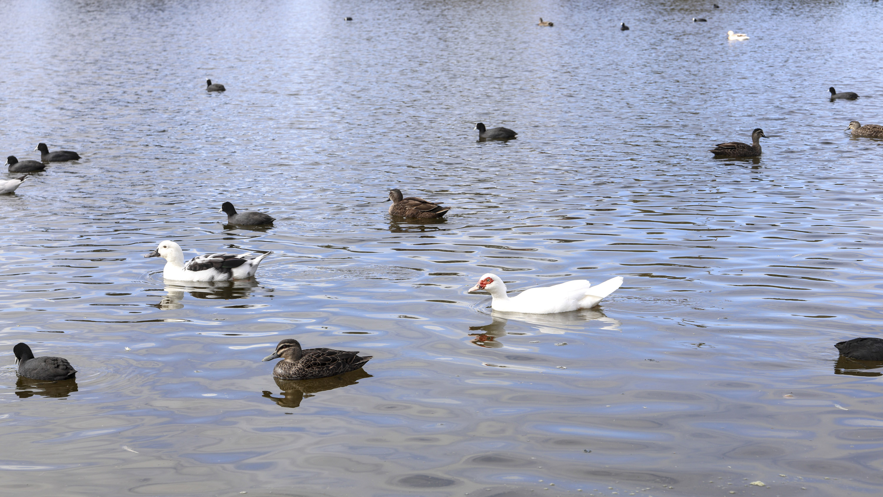 Waterbirds swimming on a public park lake