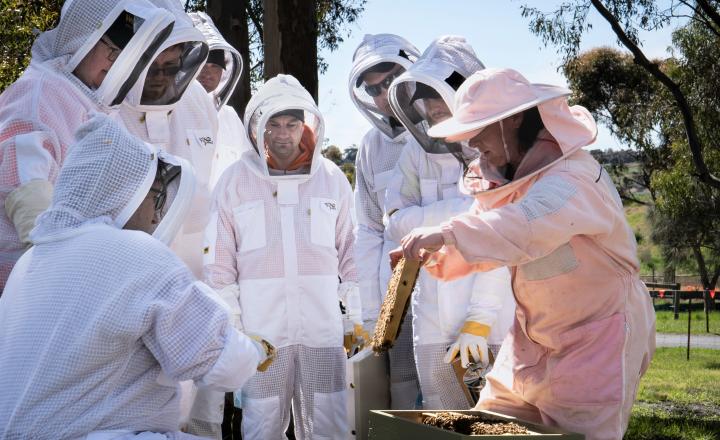 People around beehives
