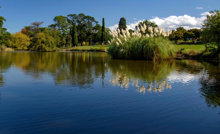 Water with greenery