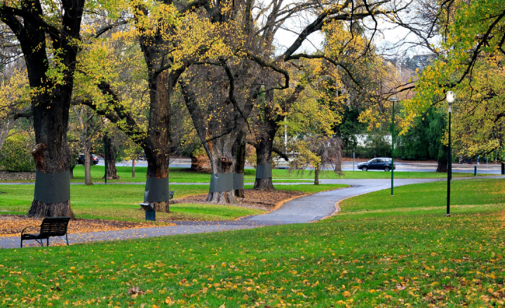 A suburban park in autumn, with manicured grass, a path running through it and established trees with yellow leaves. 