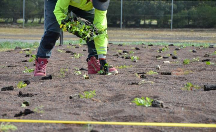 A staff member in high vis clothing plants seedlings in soil. 