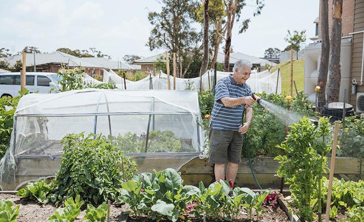 An elderly gentleman watering his growing vegetable garden with a hose.