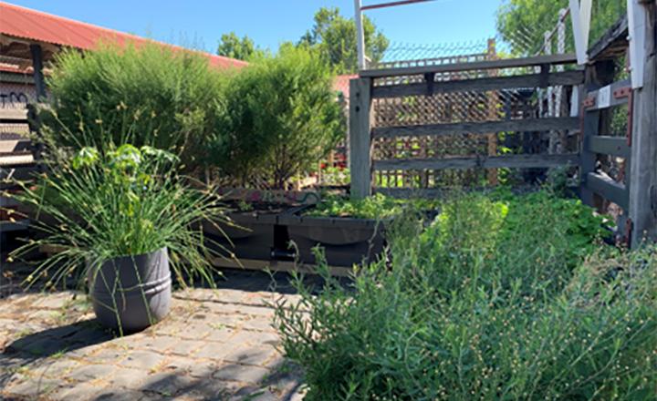 A view of the lush garden containing the indigenous plants.