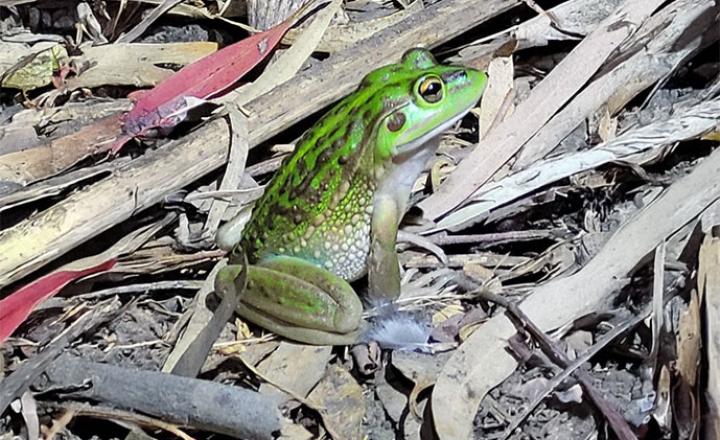 A bright green coloured Growling Grass Frog sitting on dried leaves and twigs