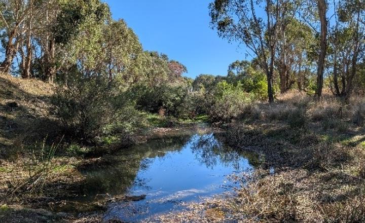 A creek surrounded by bushland