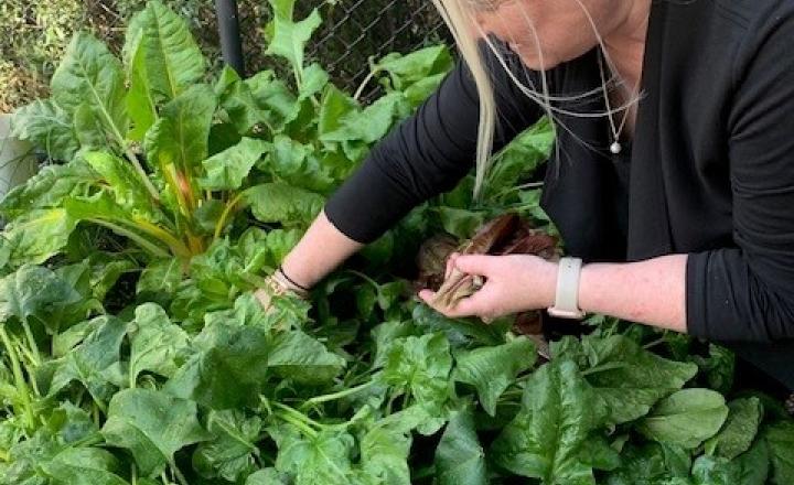 A person tending to a large plant in the garden.