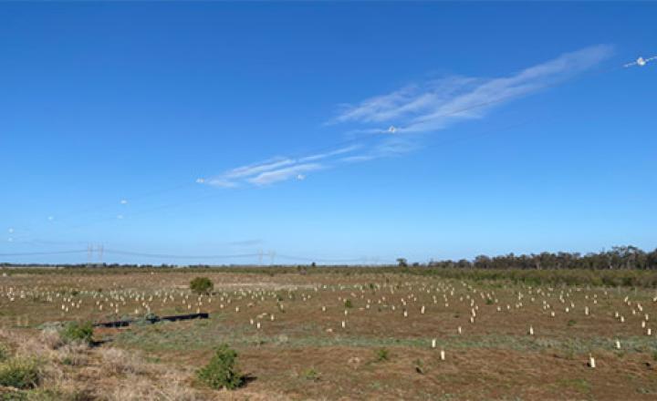 Native tree saplings planted around the Eynesbury Dam.