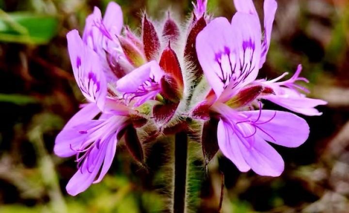 Austral Stork-bill, a bright purple-coloured flower with light and dark accents