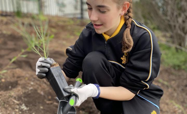 A student from Bacchus Marsh Grammar planting trees in their school grounds.