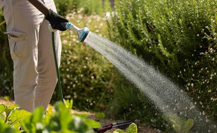 A person using a hose to water a lush green garden