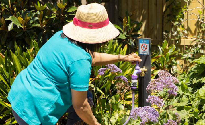 A woman gardener is turning on a purple tap in the garden.