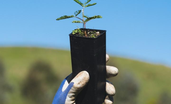 A garden gloved hand holding a tree sprout.
