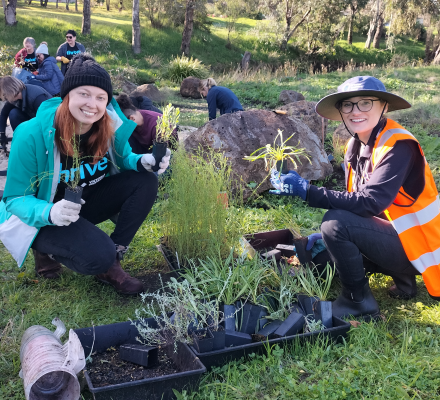 Two individuals happily participating in a tree planting event in a park, kneeling on the grass beside small plants ready for planting. One person wears a blue cap and a vest marked "Thrive," while the other is in a bright orange safety vest. Several other participants are in the background, engaging in similar activities.