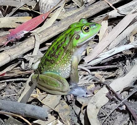 A bright green coloured Growling Grass Frog sitting on dried leaves and twigs