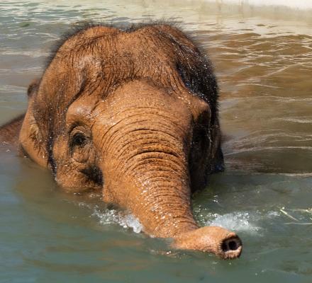 An Asian elephant standing in front of a water feature at Melbourne Zoo (Credit - Zoos Victoria)