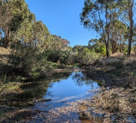 A creek surrounded by bushland