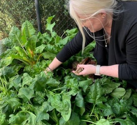A person tending to a large plant in the garden.