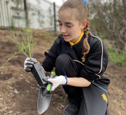 A student from Bacchus Marsh Grammar planting trees in their school grounds.