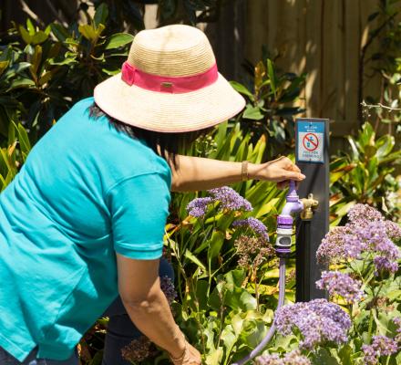 A woman gardener is turning on a purple tap in the garden.