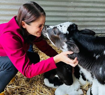 A person wearing a bright pink jacket and yellow gumboots crouches on straw bedding inside a farm shed, gently holding the head of a black-and-white calf. The calf touches noses with the person while another calf rests beside them. A corrugated metal wall forms the background.